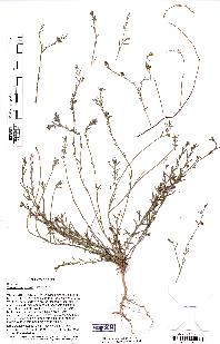 spécimen de Thamnosma texana